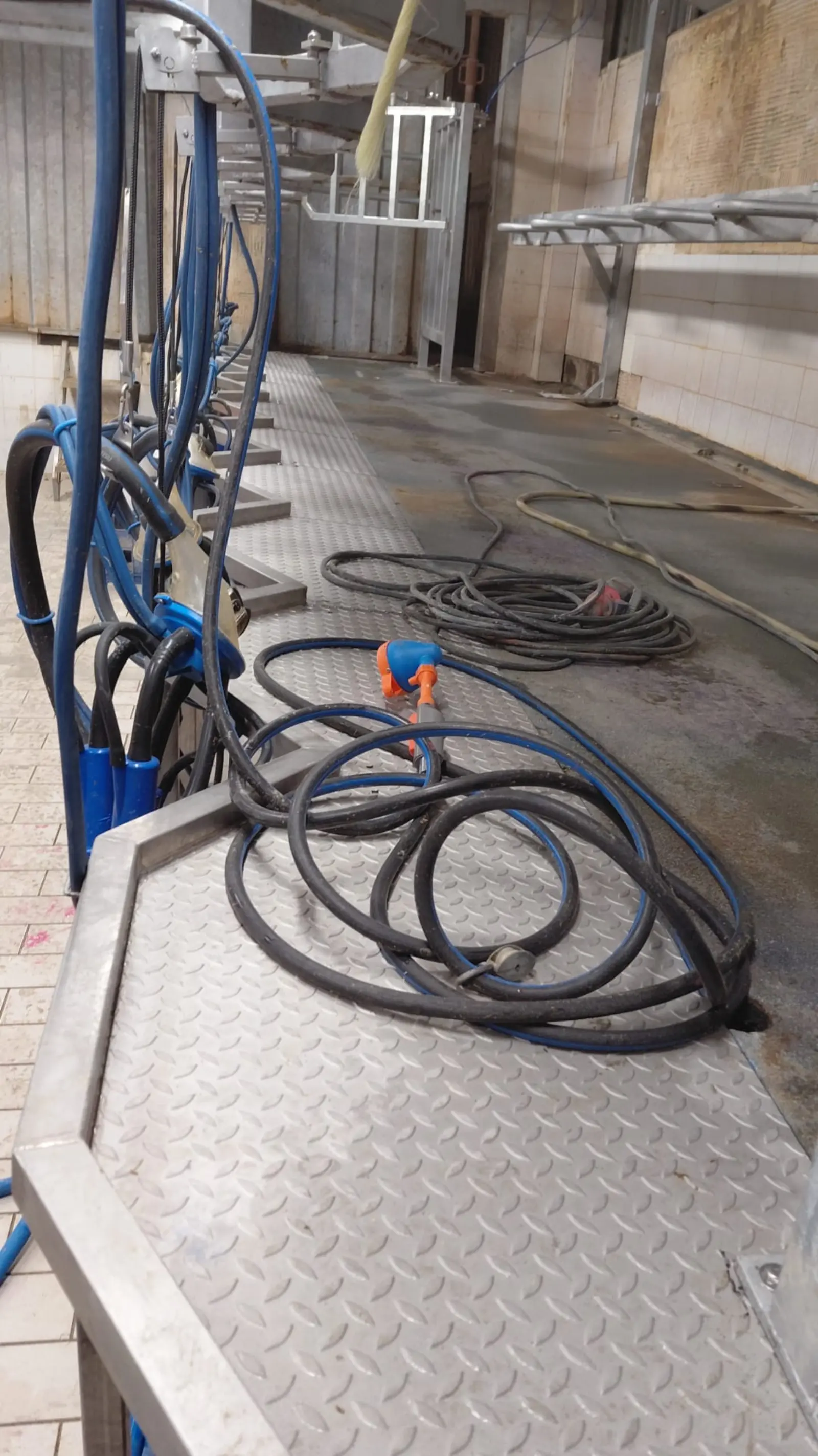 Adeguamento Sale di Mungitura — Agricoltura e zootecnia, foto cantiere 5 eseguito da EDILSERVICE nel Nord e Centro Italia